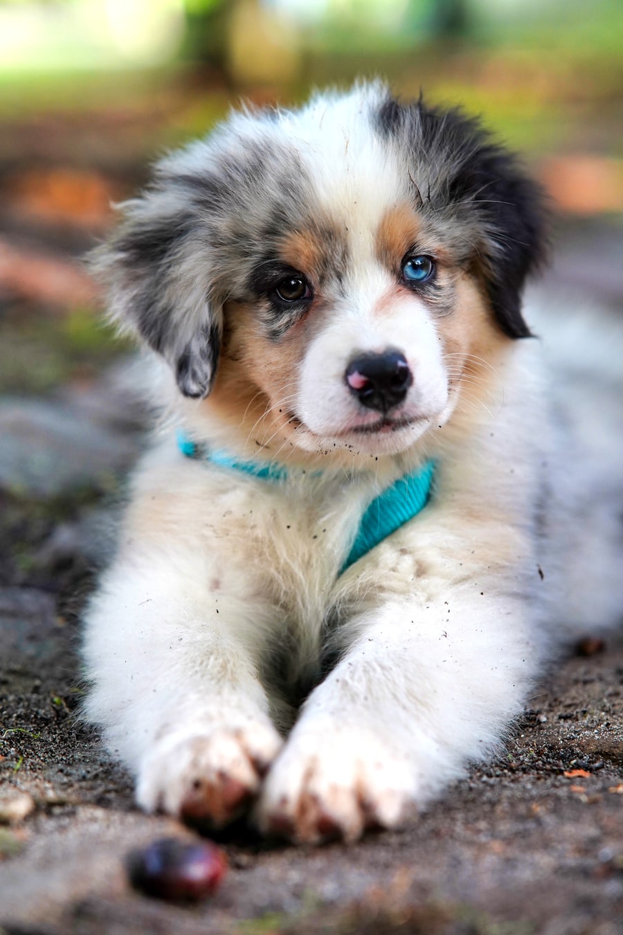 くつろぐ子犬