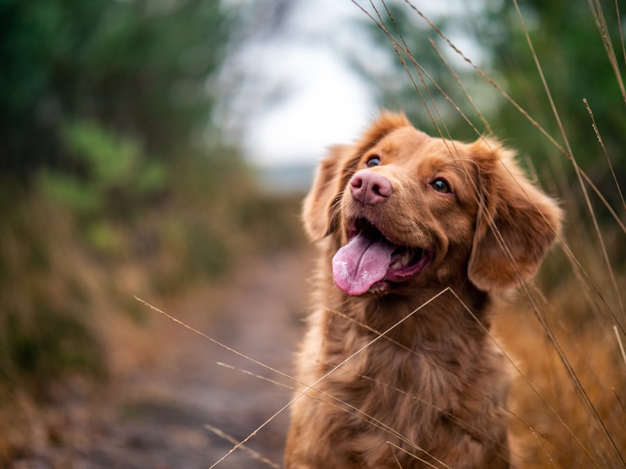 犬種未設定のもも