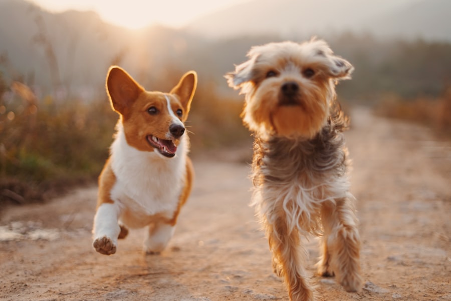 夕暮れに走る犬たち